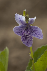 Viola kamtschadalorum