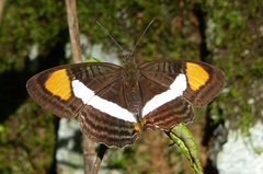 Adelpha falcipennis