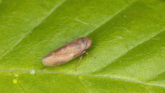 Speudotettix subfusculus