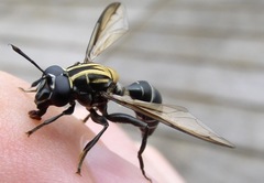 Sphiximorpha roederii