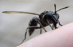 Sphiximorpha roederii