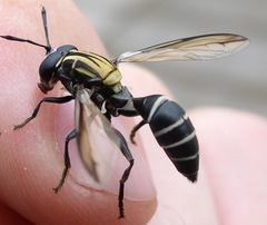 Sphiximorpha roederii