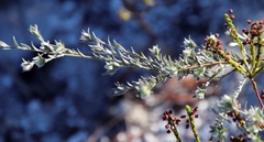 Amphithalea tomentosa