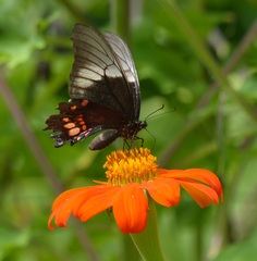 Heraclides anchisiades capys