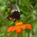 Papilio anchisiades capys - Photo (c) Carlos Schmidtutz, algunos derechos reservados (CC BY-NC), subido por Carlos Schmidtutz