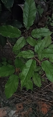 Handroanthus heptaphyllus