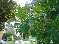 Aegiphila bogotensis