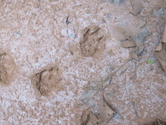 Dasyprocta variegata