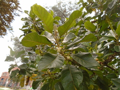 Aegiphila bogotensis