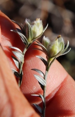 Amphithalea tomentosa