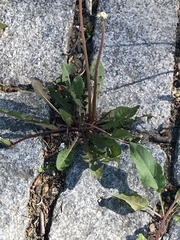Taraxacum officinale