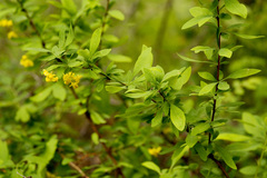 Berberis fendleri