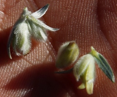 Amphithalea tomentosa