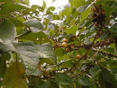 Aegiphila bogotensis