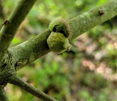 Callirhytis quercusventricosa