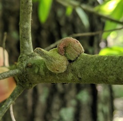 Callirhytis quercusventricosa