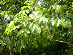 Leea philippinensis