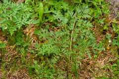 Ligusticum porteri