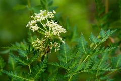Ligusticum porteri