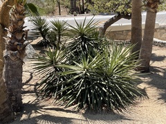 Yucca capensis