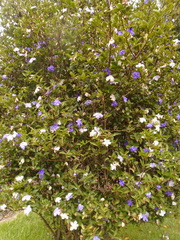 Brunfelsia australis
