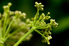 Ligusticum porteri