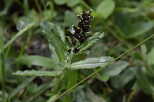 Gamochaeta purpurea image