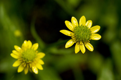 Ranunculus alismifolius