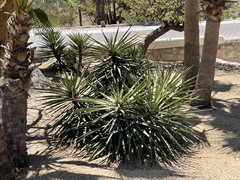 Yucca capensis