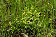 Ranunculus alismifolius
