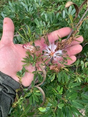 Calliandra angustifolia