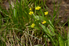 Ranunculus alismifolius