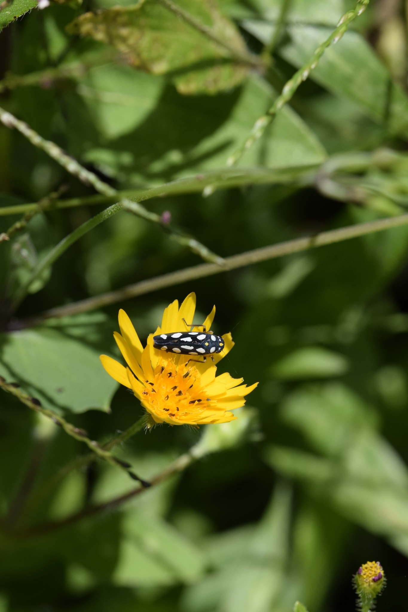 Cicadellinae image