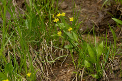 Ranunculus alismifolius