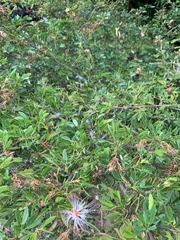 Calliandra angustifolia