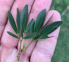 Calliandra angustifolia