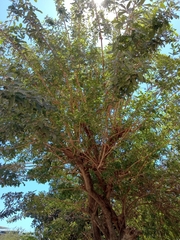 Vitex mollis