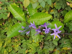 Petrea volubilis