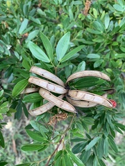 Calliandra angustifolia