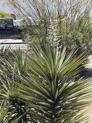 Yucca capensis