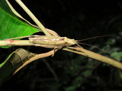 Pedinothorax exiguus