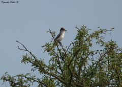 Xenopsaris albinucha