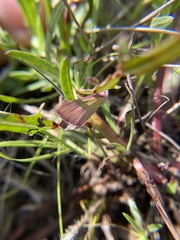 Pyrausta laticlavia