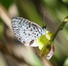 Leptotes cassius cassius