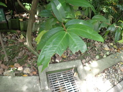 Syzygium tripinnatum