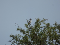 Xenopsaris albinucha