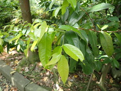 Syzygium tripinnatum