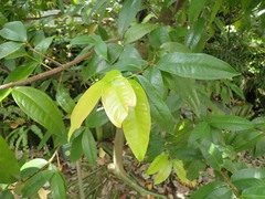 Syzygium tripinnatum