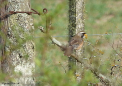 Saltatricula multicolor