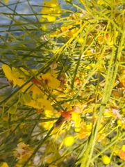Parkinsonia